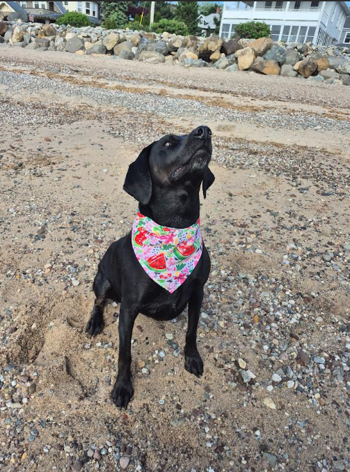 Tropical Bandanas