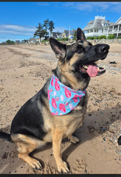 Tropical Bandanas